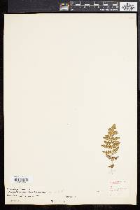 Woodsia plummerae image