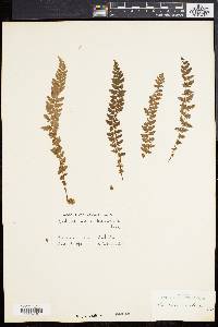 Woodsia manchuriensis image