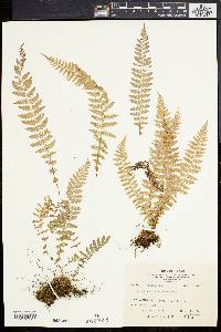 Woodsia manchuriensis image