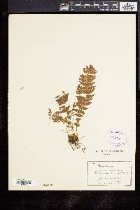 Woodsia manchuriensis image