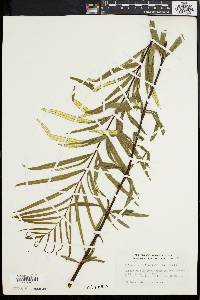 Trismeria trifoliata image