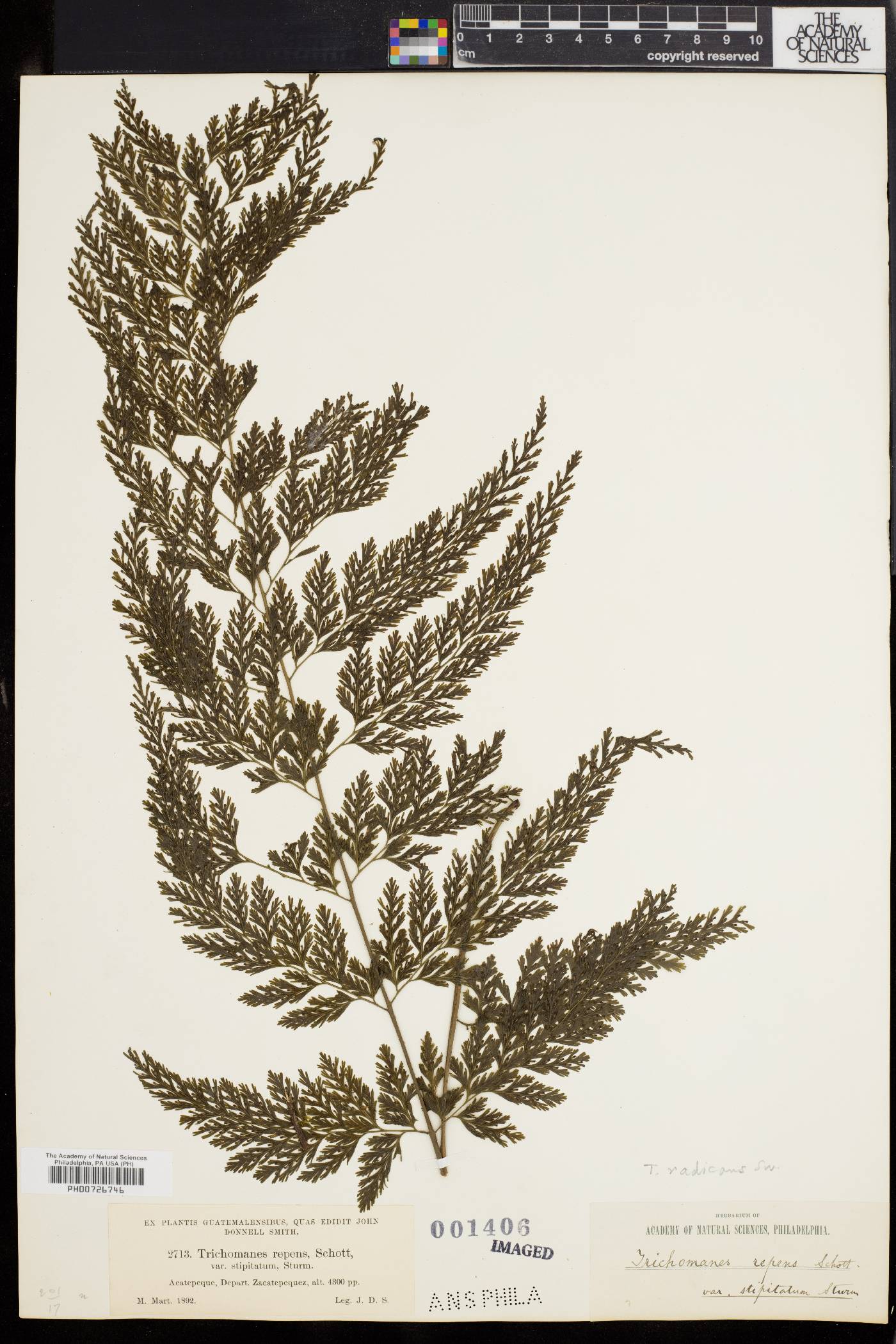 Vandenboschia radicans image