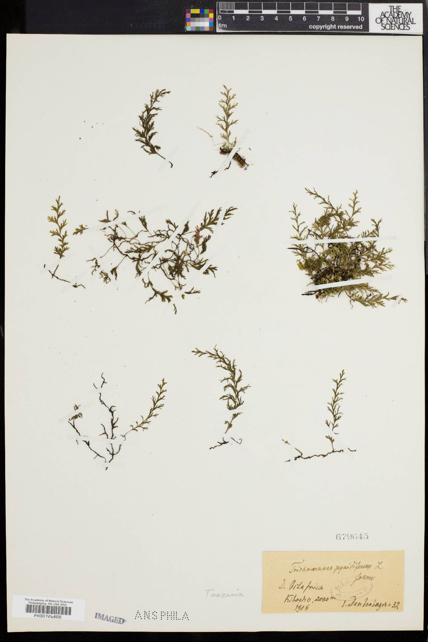 Trichomanes pyxidiferum image