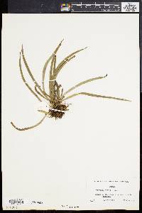 Vittaria rigida image