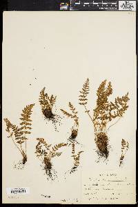 Woodsia ilvensis image