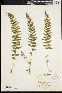 Woodsia fragilis image