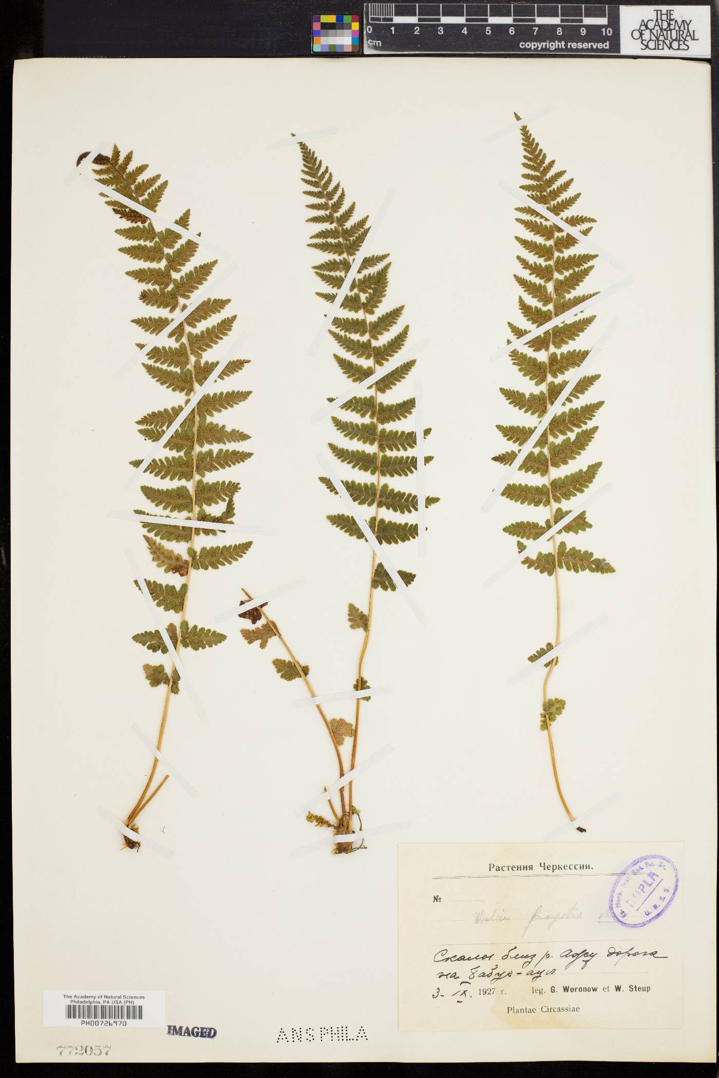 Woodsia fragilis image