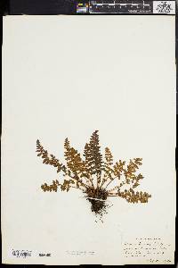 Woodsia ilvensis image