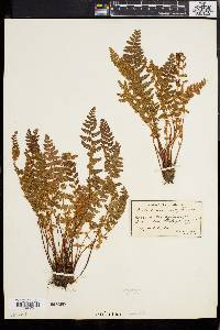 Woodsia ilvensis image