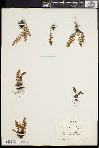 Woodsia ilvensis image