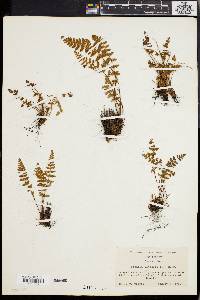 Woodsia ilvensis image