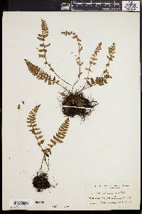 Woodsia ilvensis image