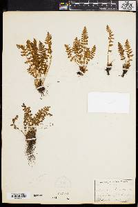 Woodsia ilvensis image