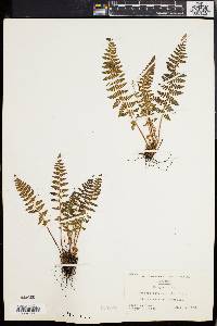 Woodsia ilvensis image