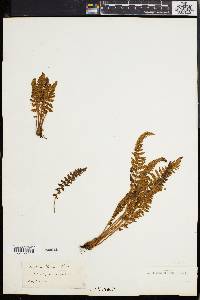 Woodsia ilvensis image