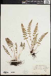 Woodsia ilvensis image