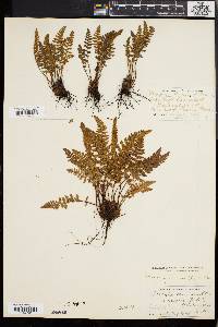 Woodsia ilvensis image