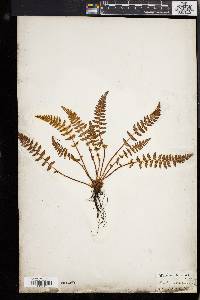 Woodsia ilvensis image