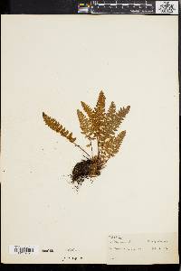 Woodsia ilvensis image