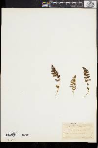 Woodsia ilvensis image