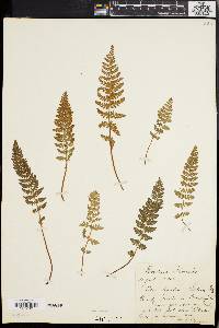 Woodsia ilvensis image