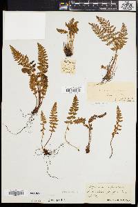 Woodsia ilvensis image