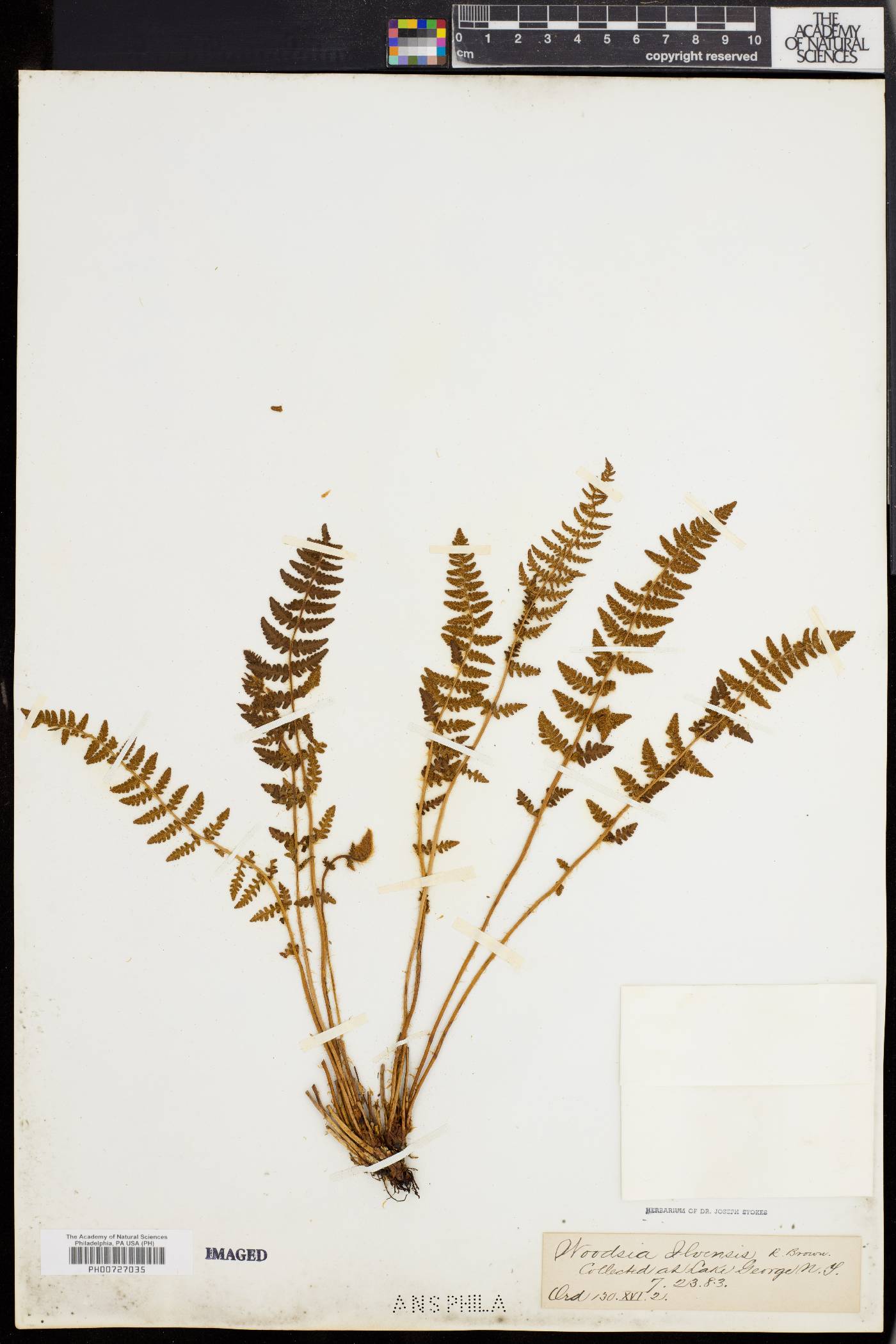 Woodsia ilvensis image