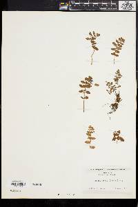 Woodsia ilvensis image