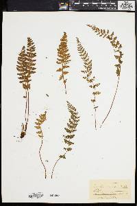 Woodsia ilvensis image