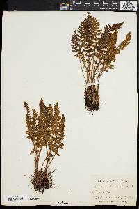 Woodsia ilvensis image