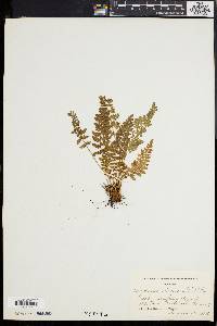 Woodsia ilvensis image