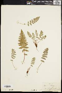 Woodsia ilvensis image