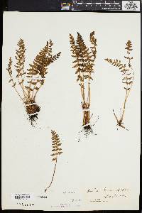 Woodsia ilvensis image