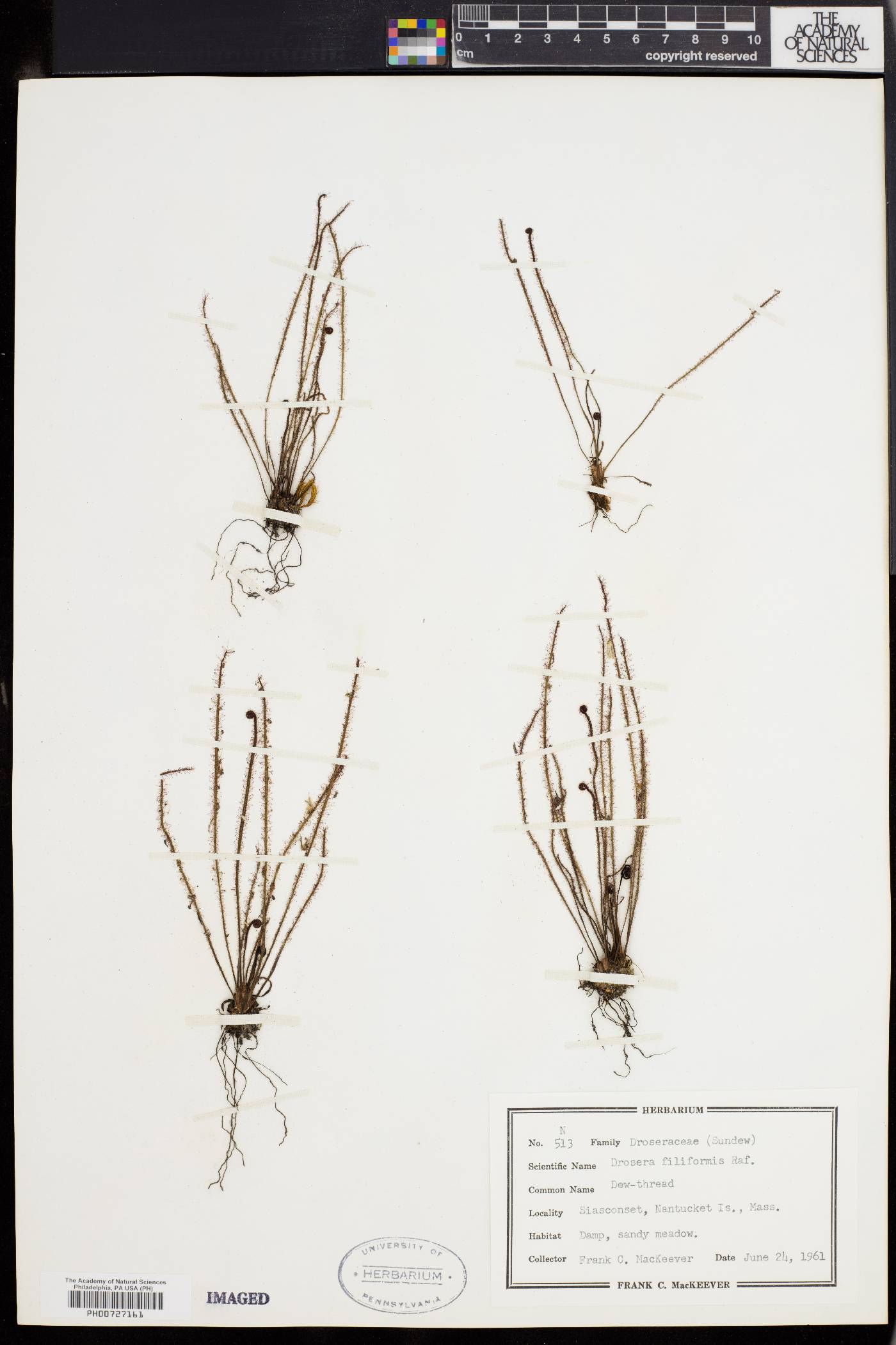 Drosera filiformis image