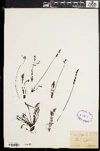 Drosera anglica image