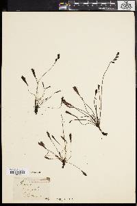 Drosera longifolia image