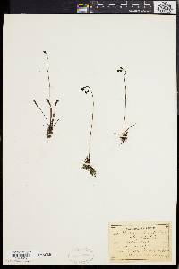 Drosera longifolia image