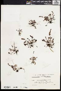 Drosera intermedia image