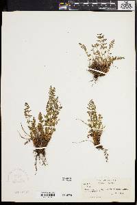 Woodsia scopulina image