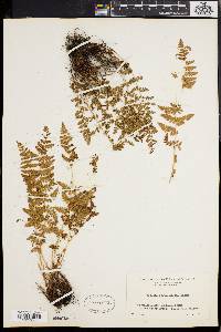 Woodsia scopulina image