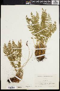 Woodsia scopulina image