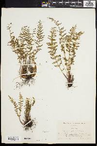 Woodsia scopulina image