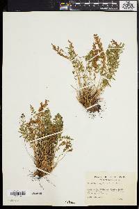 Woodsia scopulina image