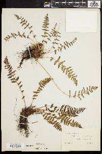 Woodsia scopulina image