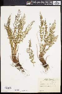 Woodsia scopulina image