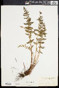 Woodsia scopulina image