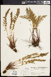 Woodsia scopulina image