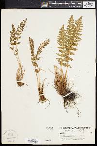 Woodsia scopulina image