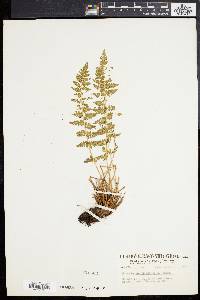 Woodsia scopulina image