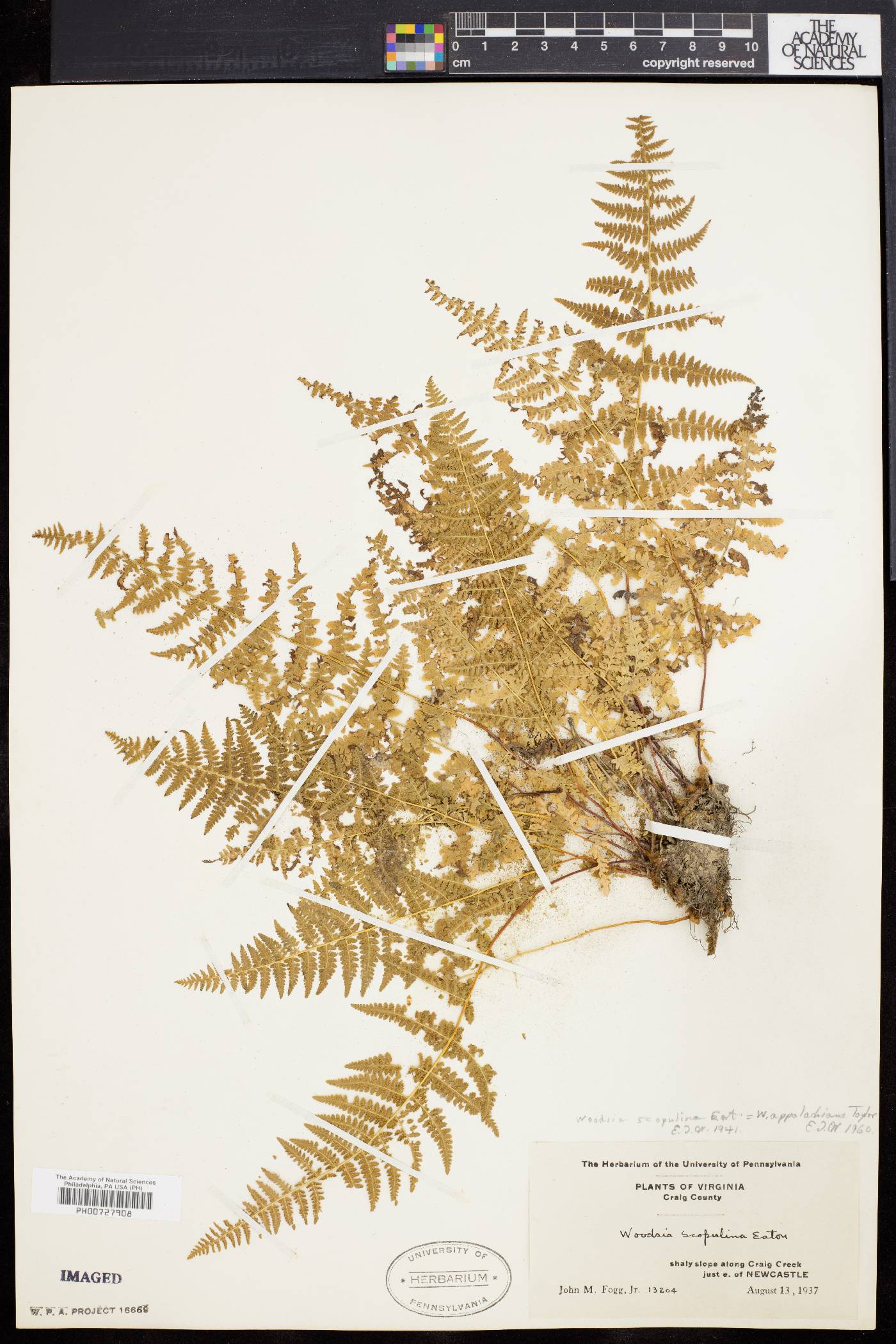 Woodsia appalachiana image